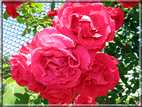foto Rose